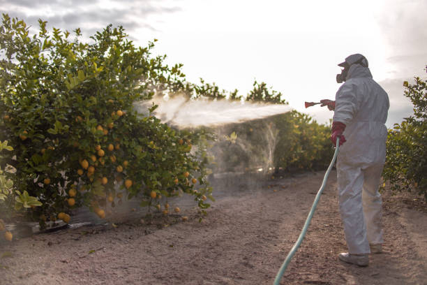 Wasp Removal Services in East Camden, SC