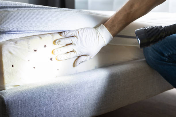 Best Best Pest Control Companies  in East Camden, SC